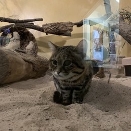 Oscar the black footed cat Oscar the black footed cat
