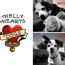 Holly Hearts Dogs - Before and after Holly Hearts Dogs!