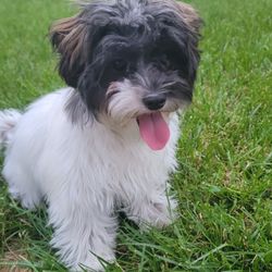 Pets Furst Urgent Care
