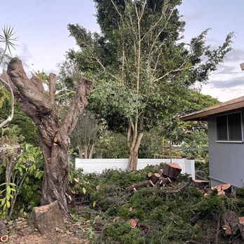 Sherwood's Tree Service - Tree trimming in progress - Tree Services Near Me - Honolulu, Hawaii Sherwood's Tree Service - Tree trimming in progress - Tree Services Near Me - Honolulu, Hawaii