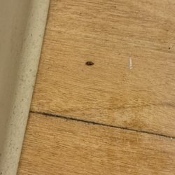 Advanced Rehab - More mice droppings in her room