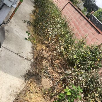 C&A Tree Care - Backyard before...Albert's crew removed all weeds, dirt and concrete! - Tree Services Near Me - Buena Park, California
