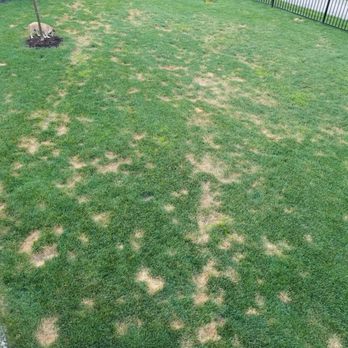 Total Lawn Care - a patch of grass that has been mowed - Pest Control Near Me - Indianapolis, Indiana Total Lawn Care - a patch of grass that has been mowed - Pest Control Near Me - Indianapolis, Indiana