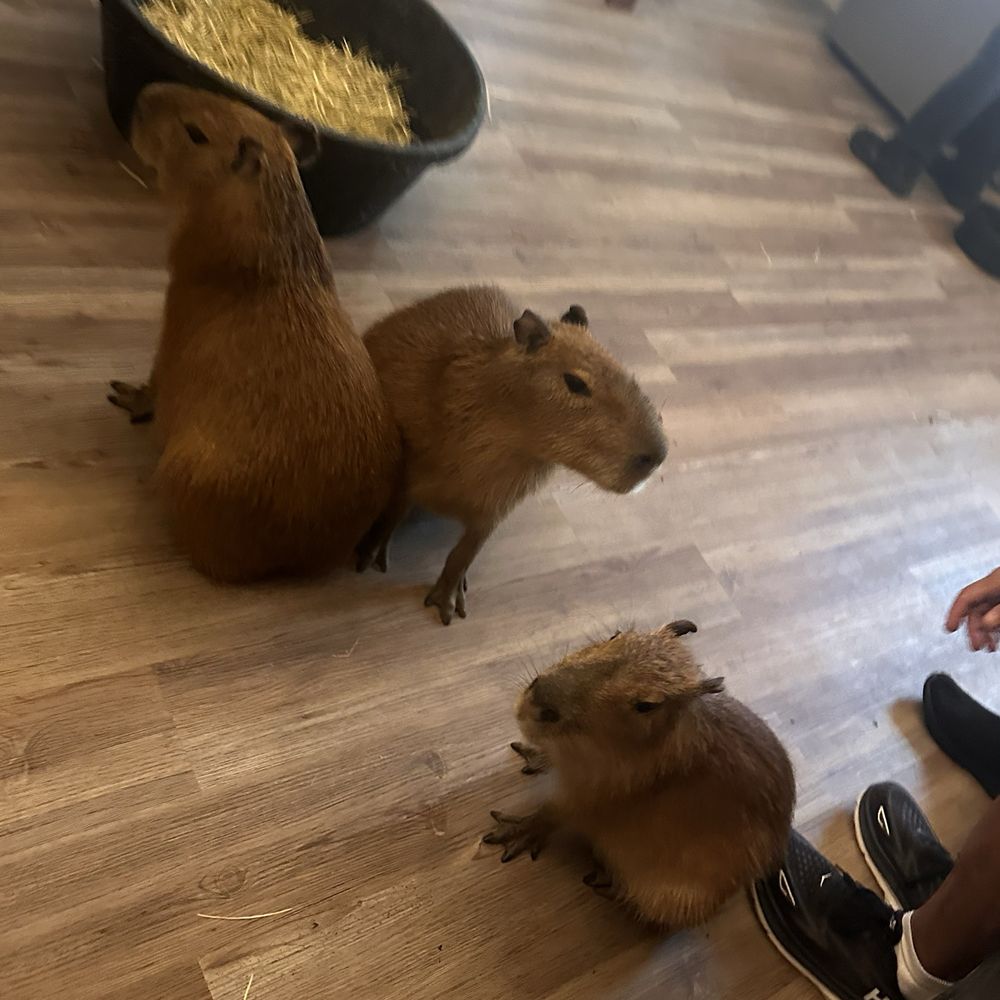 The Capybara Cafe - Themed Cafes Near Me - St. Augustine, Florida The Capybara Cafe - Themed Cafes Near Me - St. Augustine, Florida
