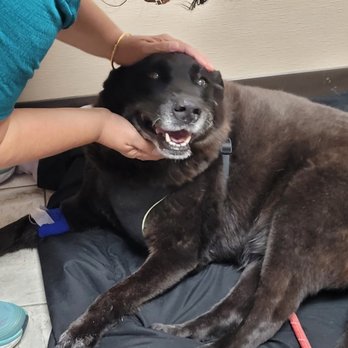 Swann Animal Clinic - Lily's last journey--note IV Cath under blue bandage. Thank you, Dr Ellersick, everything was painless - Veterinarians Near Me - Amarillo, Texas