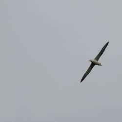 Elm Wildlife Tours - Albatross - one of the biggest bird in the world!