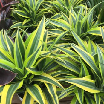 Rolling Greens - Nurseries & Gardening Near Me - Culver City, California Rolling Greens - Nurseries & Gardening Near Me - Culver City, California