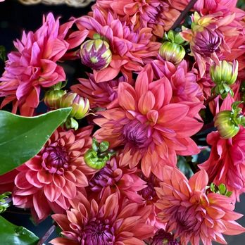 Starflower - Florists Near Me - Portland, Oregon Starflower - Florists Near Me - Portland, Oregon