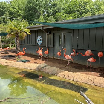 Greensboro Science Center - flamingos - Zoos Near Me - Greensboro, North Carolina Greensboro Science Center - flamingos - Zoos Near Me - Greensboro, North Carolina