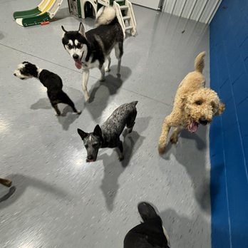 Waggers - Pet Groomers Near Me - Fayetteville, Arkansas Waggers - Pet Groomers Near Me - Fayetteville, Arkansas