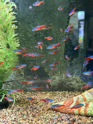 The Fish Guys by null