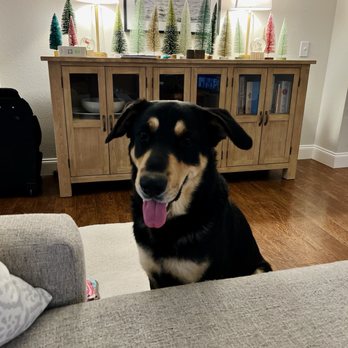 Mid-Cities Animal Urgent Care - Angus - Veterinarians Near Me - Euless, Texas Mid-Cities Animal Urgent Care - Angus - Veterinarians Near Me - Euless, Texas