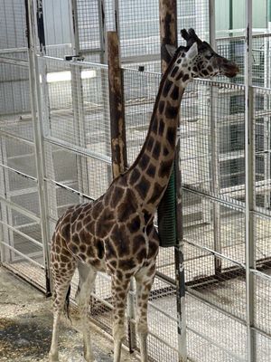 Zoo de Granby by null
