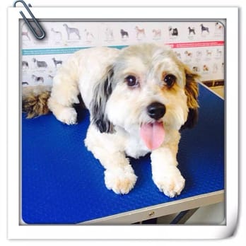 ASA Dog Grooming - Pet Groomers Near Me - Cairnlea, VIC ASA Dog Grooming - Pet Groomers Near Me - Cairnlea, VIC