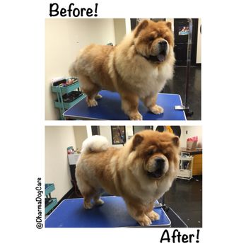 Dharma Dog Services - Meng Meng's before & after! - Pet Groomers Near Me - Vancouver, British Columbia