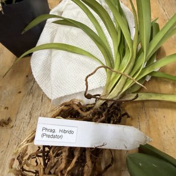 Emerald City Orchids - Nurseries & Gardening Near Me - Tacoma, Washington Emerald City Orchids - Nurseries & Gardening Near Me - Tacoma, Washington