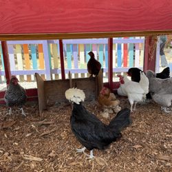 Animal Assisted Happiness - chickens