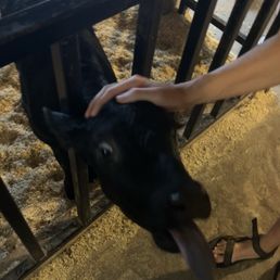 Baby cows! Baby cows!