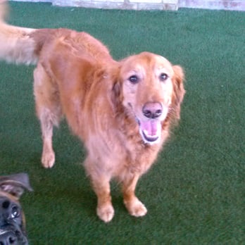 Pet Paradise Plano Premier - Pet Training Near Me - Plano, Texas Pet Paradise Plano Premier - Pet Training Near Me - Plano, Texas