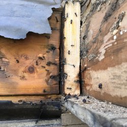 Phantom Pest Control - Vancouver - Carpenter Ants activity in Rotten wood. Helping our contractor friends