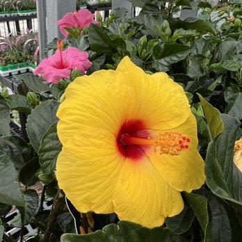 Calloway's Nursery - Nurseries & Gardening Near Me - Cedar Park, Texas