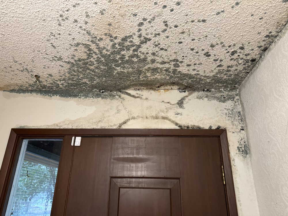 Pacific Northwest Inspections Group - mold inspector in Bellevue, WA