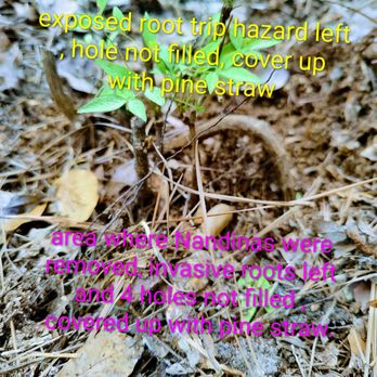 Upscapes Grading & Landscaping - Nandina roots left that were under new fluffed pinestraw that had grown in a loop and are a trip hazzard. Especially when covered up. - Landscaping Near Me Upscapes Grading & Landscaping - Nandina roots left that were under new fluffed pinestraw that had grown in a loop and are a trip hazzard. Especially when covered up. - Landscaping Near Me