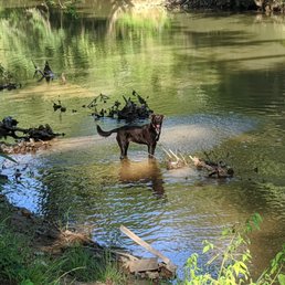Taking a dip in the creek