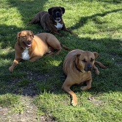 VIP Dog Hotel
