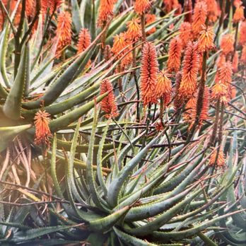 Lotusland - Aloe garden - Botanical Gardens Near Me - Santa Barbara, California