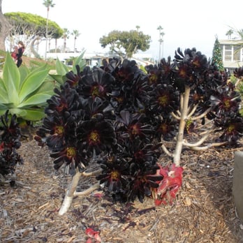 Fletcher Cove Park - Pretty plants around the circular stage/sitting area. - Parks Near Me - Solana Beach, California Fletcher Cove Park - Pretty plants around the circular stage/sitting area. - Parks Near Me - Solana Beach, California