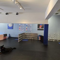 Zoom Room Dog Training - Spacious training area