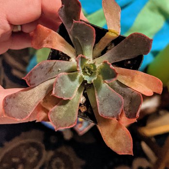 Mountain Crest Gardens - These leaves were so loose they fell off. - Nurseries & Gardening Near Me - Fort Jones, California