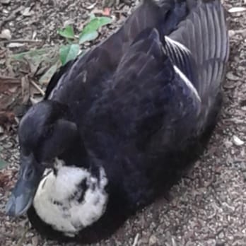 Official Central Park Tours - Beautiful duck in Central Park NYC May 17th 2015 - Tours Near Me - New York, New York Official Central Park Tours - Beautiful duck in Central Park NYC May 17th 2015 - Tours Near Me - New York, New York