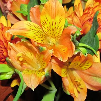 Texis Flower Shop - Orange-colored flowers including these gorgeous Peruvian Lillies, along with roses and other pretty selections! - Florists Near Me - Santa Paula, California