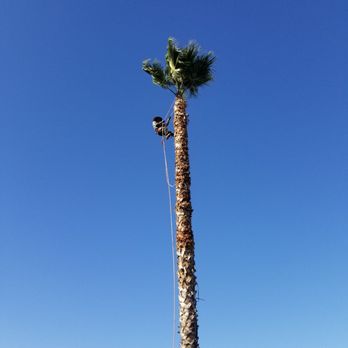 Rafael's Landscaping - a man trimming a palm tree - Landscaping Near Me Rafael's Landscaping - a man trimming a palm tree - Landscaping Near Me