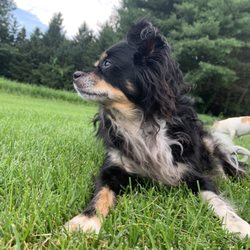 Sandra Wilkos, MS LPC - My long coat chihuahua who love all types of people. Warm gentle girl . Her name is Gracie. You may see her once in while in the office!