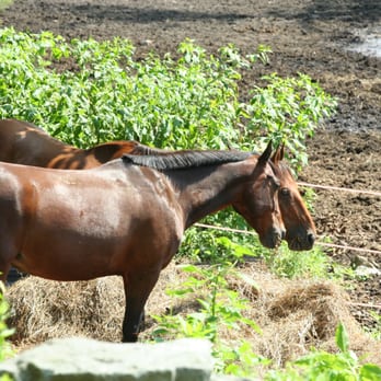 Applejack Stables - Horseback Riding Near Me - Hopewell Junction, New York