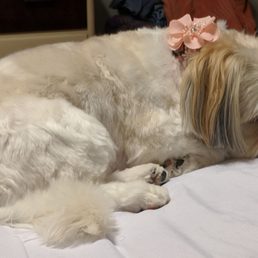 My sweet Zoey after her grooming at Soggy Paws now located on Hazelton- Etna Rd. My sweet Zoey after her grooming at Soggy Paws now located on Hazelton- Etna Rd.