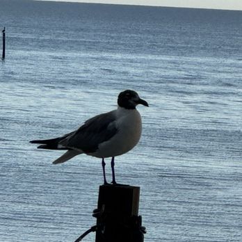 The Reef - My friend the seagull - Seafood Near Me - Biloxi, Mississippi