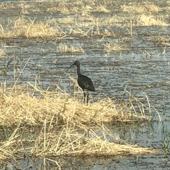 Merced National Wildlife Refuge - A bird - Parks Near Me - Merced, California Merced National Wildlife Refuge - A bird - Parks Near Me - Merced, California