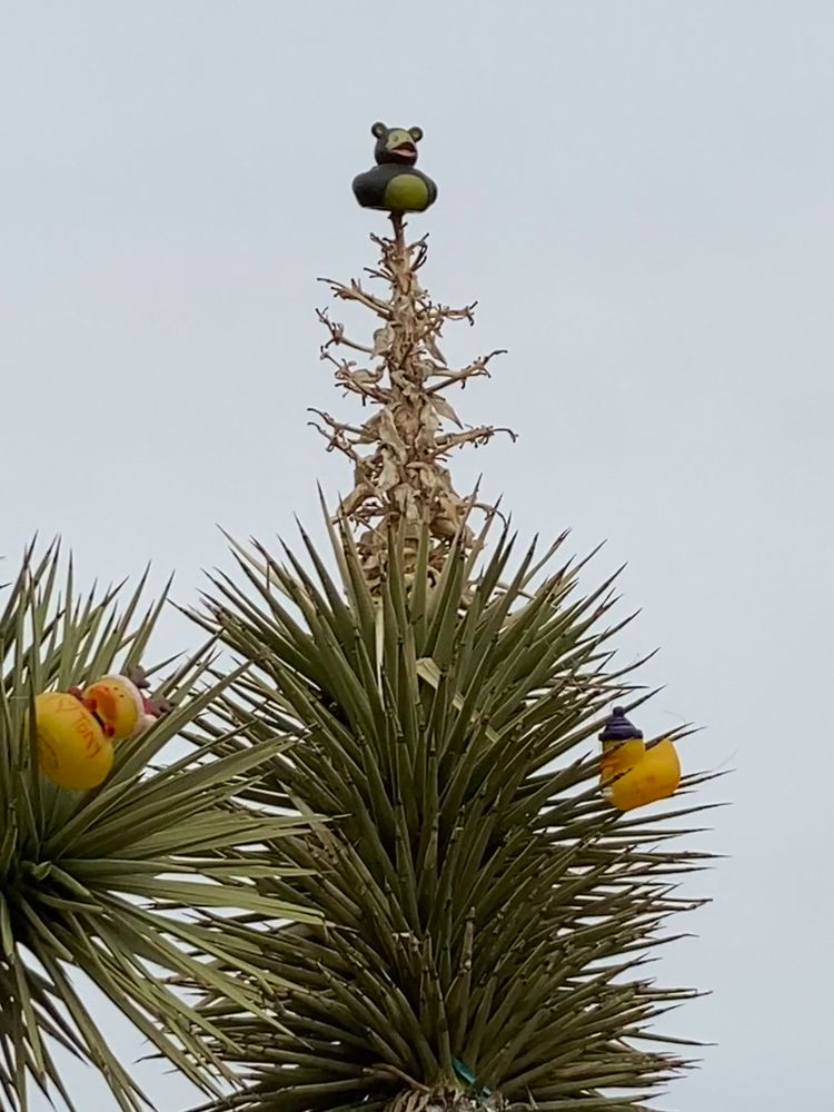 RUBBER DUCK TRAIL Updated September 2024 88 Photos & 10 Reviews