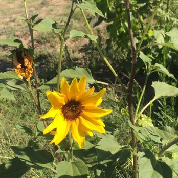 Harris Orchards - Pick Your Own Farms Near Me - Ripon, California
