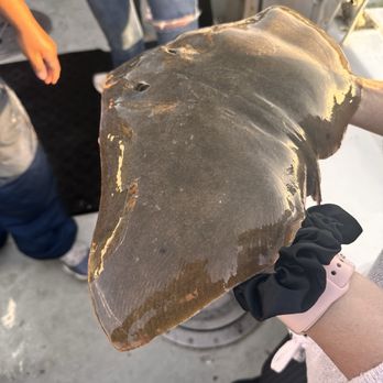Isla Tours - Butterfly Ray! - Boating Near Me - South Padre Island, Texas Isla Tours - Butterfly Ray! - Boating Near Me - South Padre Island, Texas
