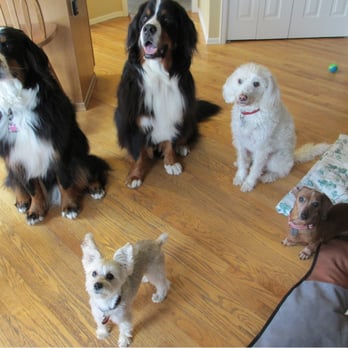 Lilly Pad Pet Sitting - Pet Sitting Near Me Lilly Pad Pet Sitting - Pet Sitting Near Me