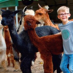L&R Alpaca Haven Farm