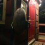 Photo of Kelso Koffee