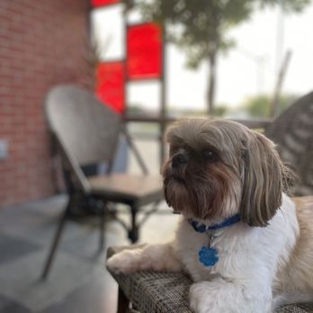 Minuti Coffee - Waiting for puppy whip - Coffee & Tea Near Me - Houston, Texas Minuti Coffee - Waiting for puppy whip - Coffee & Tea Near Me - Houston, Texas