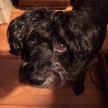 Pett Butler - Pet Groomers Near Me - Denver, Colorado Pett Butler - Pet Groomers Near Me - Denver, Colorado