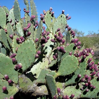 Boyce Thompson Arboretum - Abundantly fruiting prickly pear cactus. - Botanical Gardens Near Me - Superior, Arizona Boyce Thompson Arboretum - Abundantly fruiting prickly pear cactus. - Botanical Gardens Near Me - Superior, Arizona